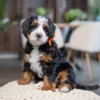 Orange female Maizy Rae & Teddy - Petite Mini Bernedoodles