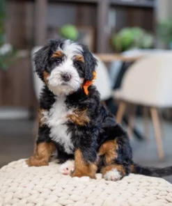 Orange female Maizy Rae & Teddy - Petite Mini Bernedoodles