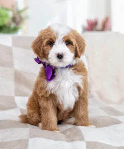 Purple female Lolo & Churro - Mini Multigen Bernedoodle
