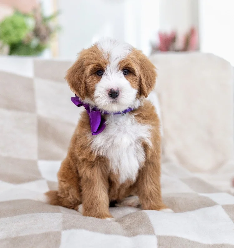 Purple female Lolo & Churro - Mini Multigen Bernedoodle
