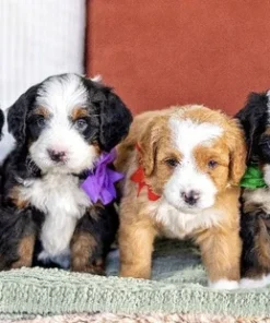 Roxy Celeste & Churro - Mini Bernedoodles