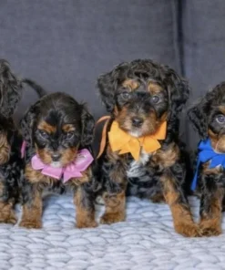 Roxy Masala & Kevin - Munchkin Bernedoodles