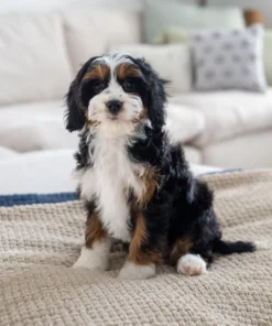 Female (Kate) Future munchkin mom