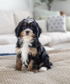 Rose female - Future munchkin mom