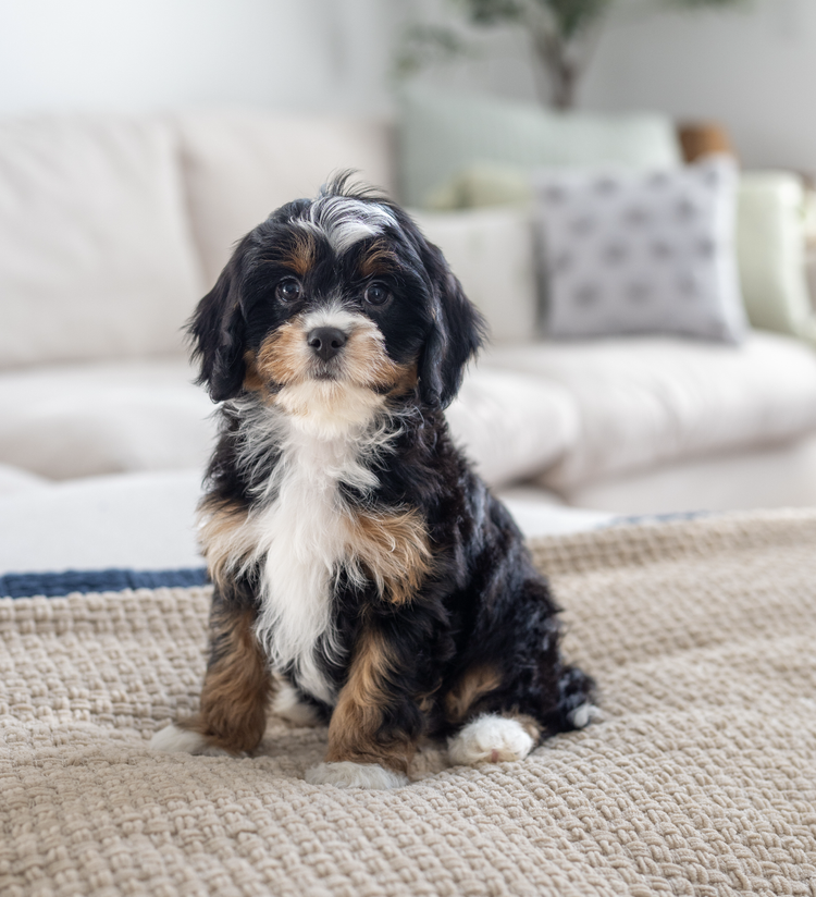 Rose female - Future munchkin mom