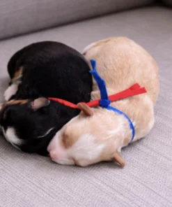 Tofu & Teddy - Micro Bernedoodles