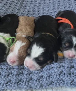 Mabel & Churro - Mini Bernedoodles