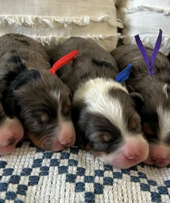 Millie & Smokey - Mini/Medium Bernedoodles