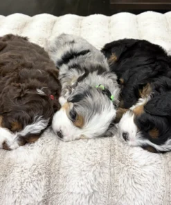 Storm & Teddy - Petite Mini Bernedoodles