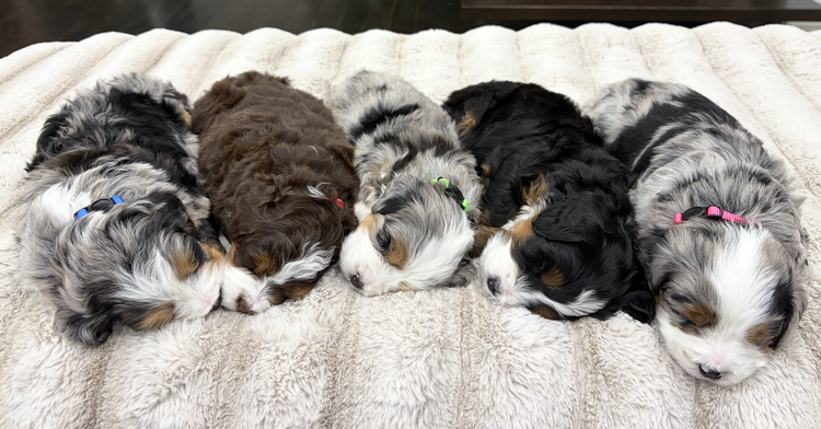 Storm & Teddy - Petite Mini Bernedoodles