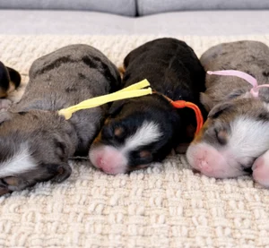 male, female, female female, female Marley & Biggie - Mini Bernedoodles