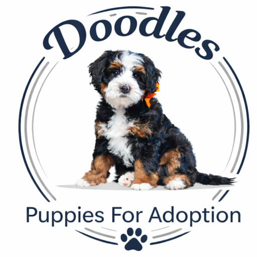 Doodles Puppies For Adoption